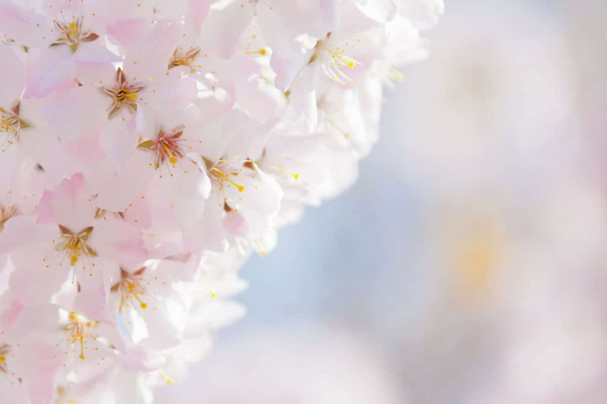 Flores para hospital