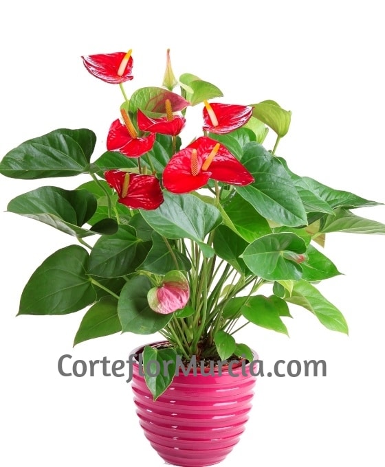 Planta de Anthurium